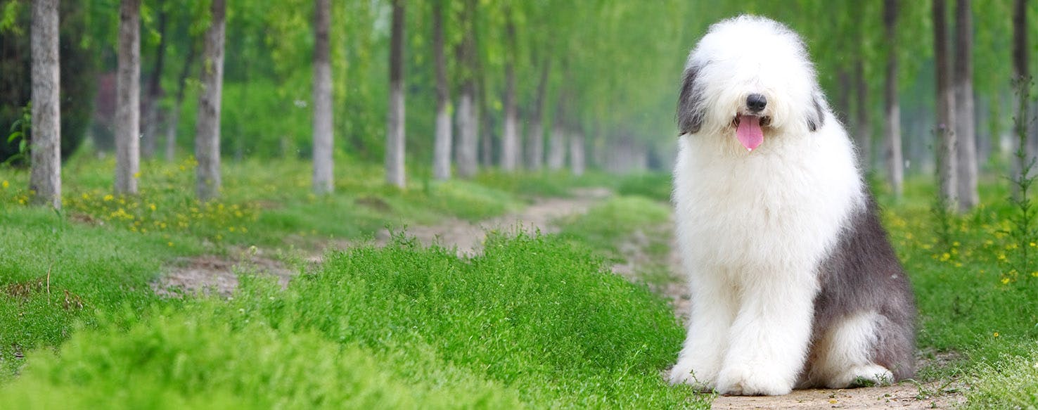 Best sales sheepdog names